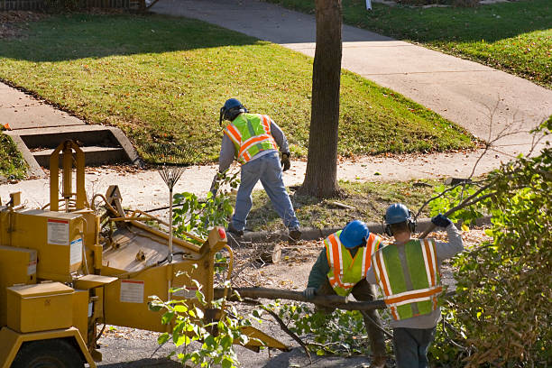 Best Tree Stump Removal  in New Waverly, TX